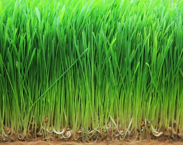 Organic Wheatgrass Powder - Image 2
